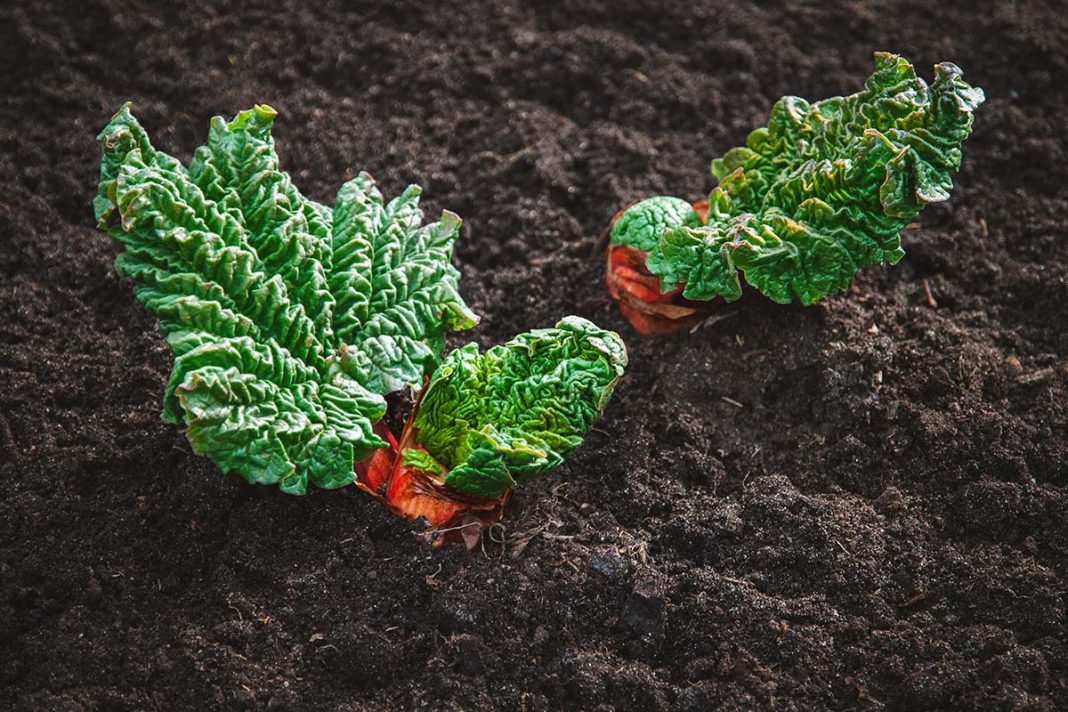 Planter Rhubarbe : Quand, Où Et Comment La Planter